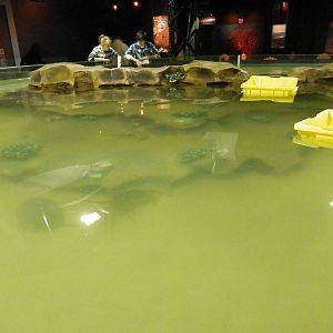 Crustacean Touch Tank