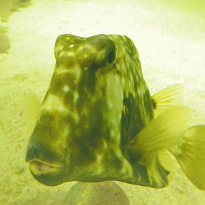 cowfish