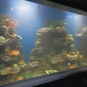 Tropical Tank in Coastal Area