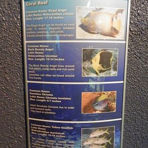 Sinage of tropical tank