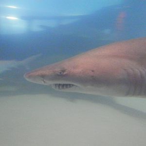 Sand tiger