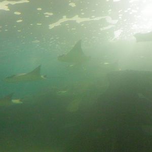 Stingray school in Main Tank