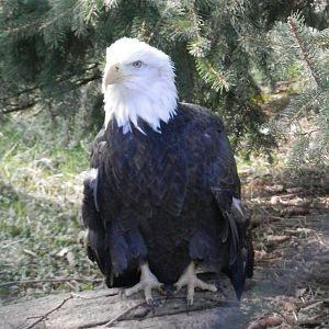 Eagle