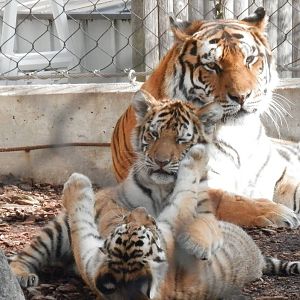 Mom & cubs