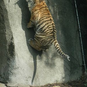 Taliya trying to climb the wall (rotate photo)