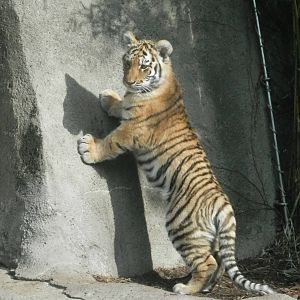Taliya trying to climb the wall (rotate photo)