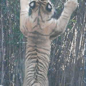 Vicktor trying to climb the fence (rotate photo)