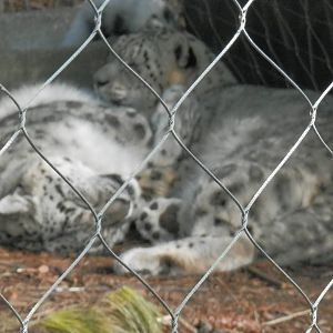 snowleopards snuggling