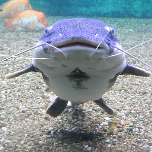 catfish