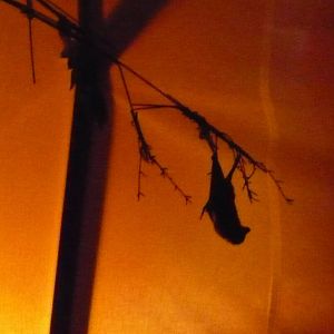 Rodrigues Fruit Bat in Fruit Bat Forest 4th Feb 2012