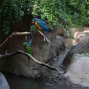 macaws