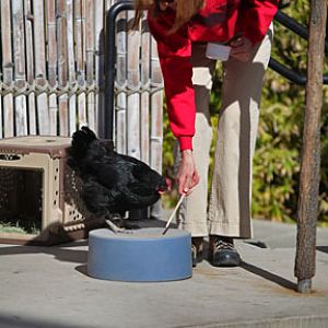 target training demo (with chicken)