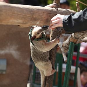 tamandua demonstration