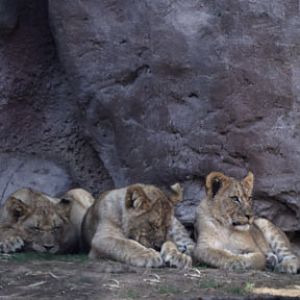 lion cubs