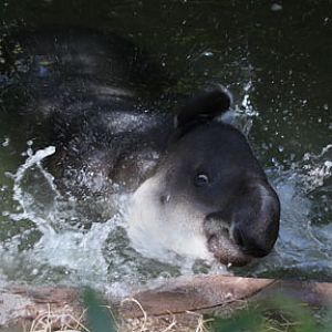 bairds tapir splashing
