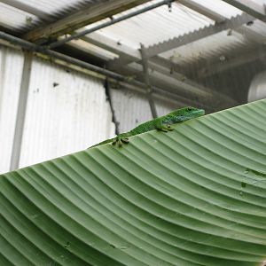 Madagascan day gecko (Phelsuma madagascariensis grandis)