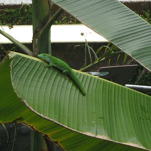 Madagascan day gecko (Phelsuma madagascariensis grandis)