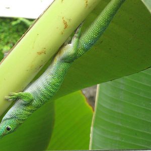 Madagascan day gecko (Phelsuma madagascariensis grandis)