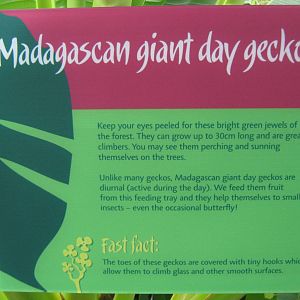 day gecko signage