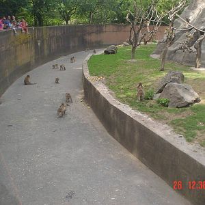 Macaques