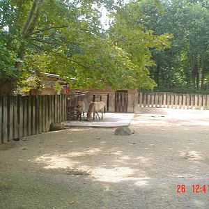 Przewalski's horses
