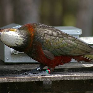 South Island kaka (Nestor meridionalis meridionalis)