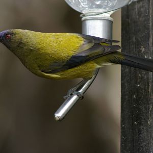 NZ Bellbird (Anthornis melanura)
