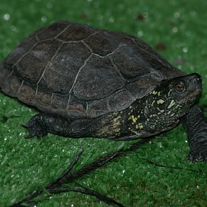 Reeves turtle (Mauremys reevesi)