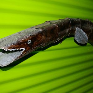 eel sculpture in the Green Tunnel