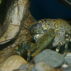 freshwater crayfish (Paranephrops planifrons)
