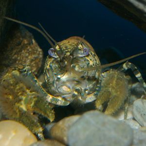 freshwater crayfish (Paranephrops planifrons)