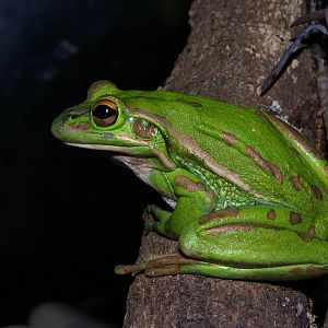 Golden Bell Frog (Litoria aurea)