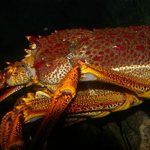 red rock lobster (Jasus edwardsii)