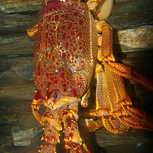 red rock lobster (Jasus edwardsii)