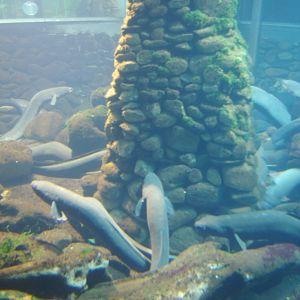 eel tank