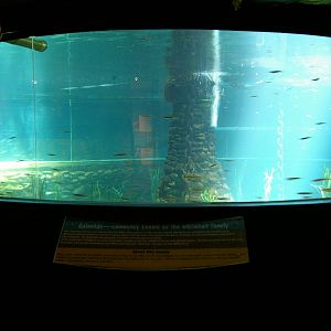 whitebait tank
