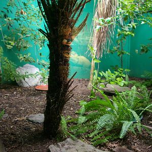 tuatara enclosure