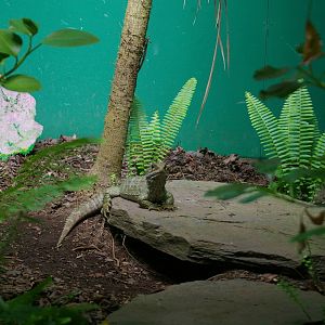 Common Tuatara (Sphenodon punctatus)