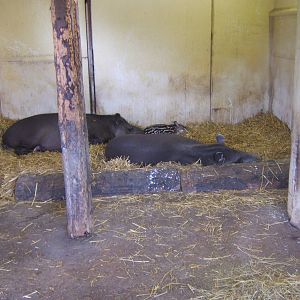 Brazilian Tapir`s
