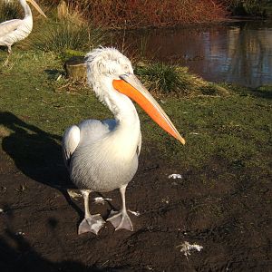 Dalmation Pelican