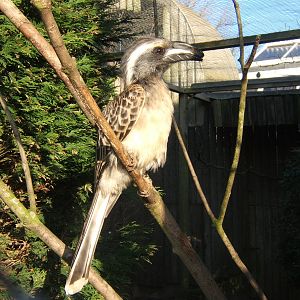 African Grey hornbill