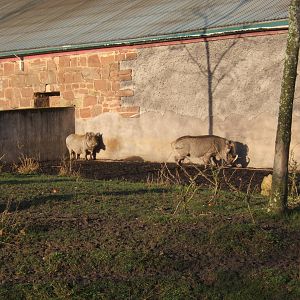 Common Warthog`s