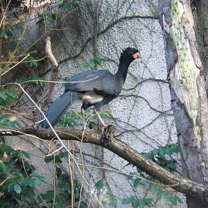 Red-billed Currasow