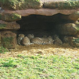 Huddle of Cheetahs
