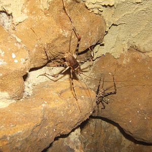 Cave Cricket