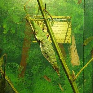 Malayan Jungle Nymph