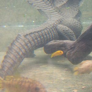 West African Dwarf Crocodile