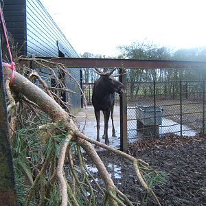Bull European Moose