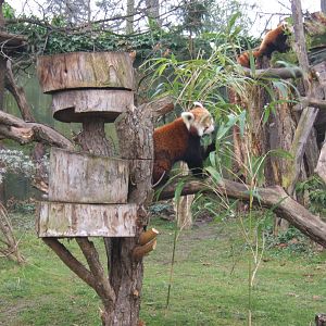 Red Panda`s active for once