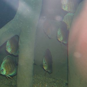 Turquoise Discus in the Jaguar House tank